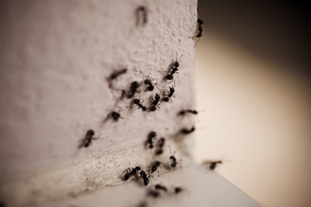 how to get rid of carpenter ants