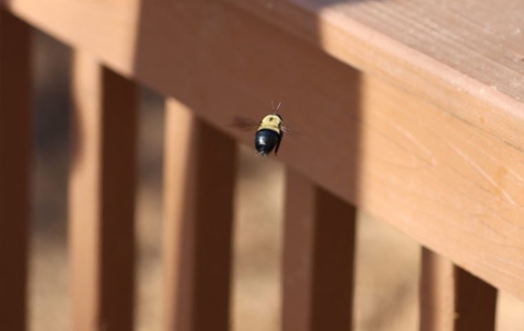 how to get rid of carpenter bees