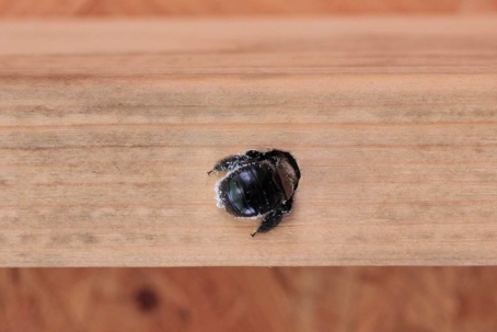 how to get rid of carpenter bees