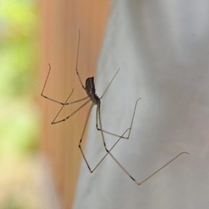 how to get rid of cellar spiders