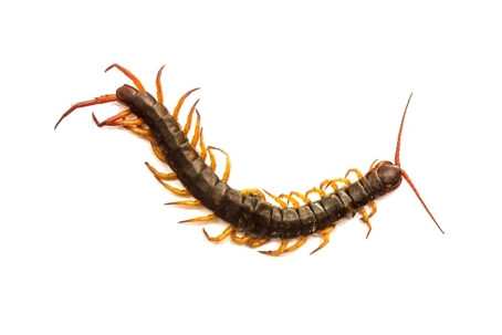 how to get rid of centipedes