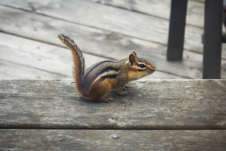 how to get rid of chipmunks