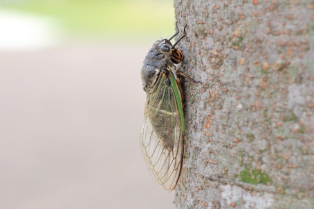 how to get rid of cicadas