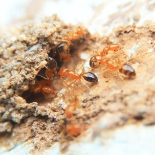 how to get rid of citronella ants