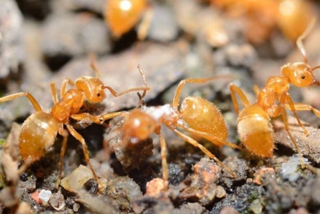 how to get rid of citronella ants