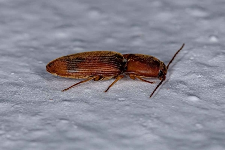 how to get rid of click beetles