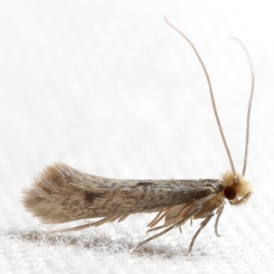 how to get rid of clothes moths