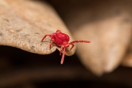 how to get rid of clover mites