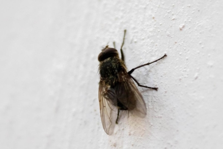 how to get rid of cluster flies