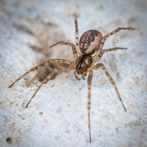 how to get rid of cobweb spiders