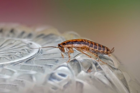 how to get rid of cockroaches