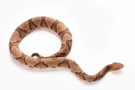 how to get rid of copperhead snakes