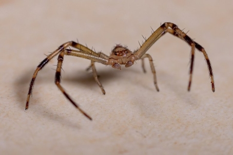 how to get rid of crab spiders