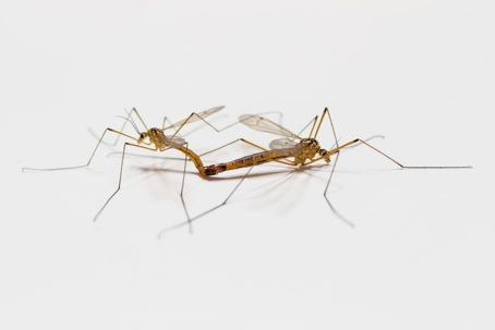 how to get rid of crane flies