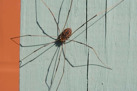 how to get rid of daddy long legs