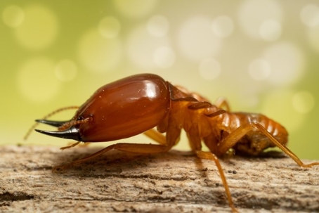 how to get rid of dampwood termites