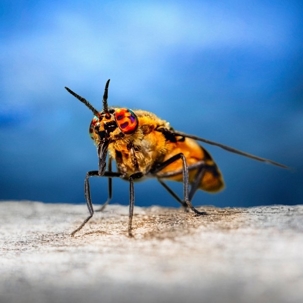 how to get rid of deer flies