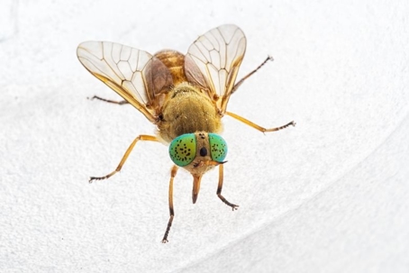 how to get rid of deer flies