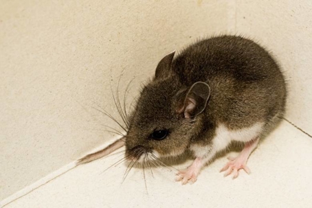 how to get rid of deer mice