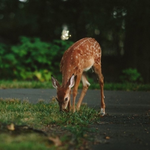 how to get rid of deer