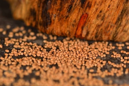 how to get rid of drywood termites