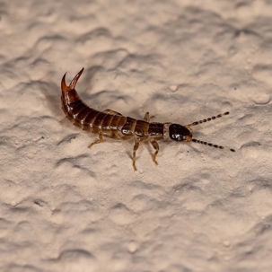 how to get rid of earwigs