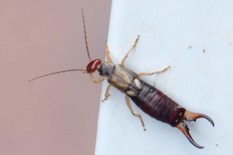 how to get rid of earwigs
