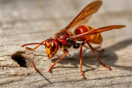 how to get rid of European hornets