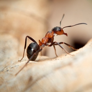 how to get rid of field ants