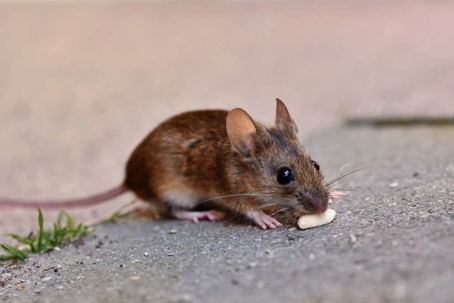 how to get rid of field mice