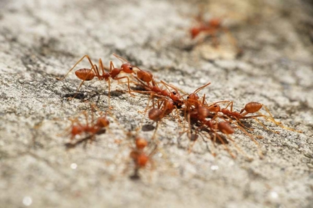 how to get rid of fire ants