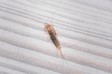 how to get rid of firebrats