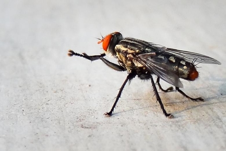 how to get rid of flesh flies