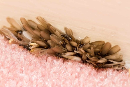 how to get rid of flying termites