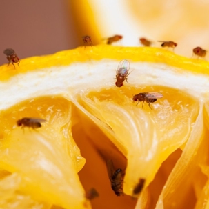 how to get rid of fruit flies
