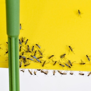 how to get rid of fungus gnats