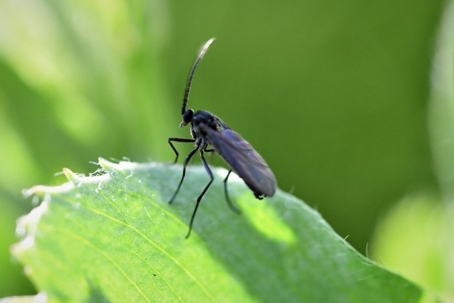 how to get rid of fungus gnats