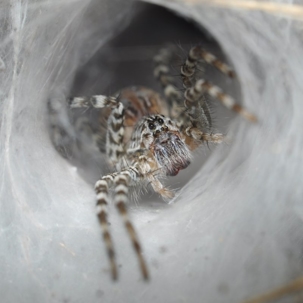 how to get rid of funnel web spiders