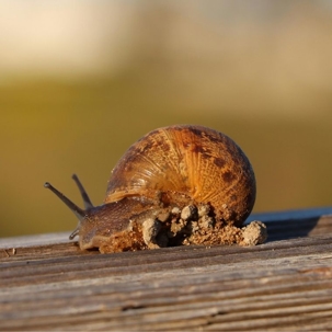 how to get rid of garden snails