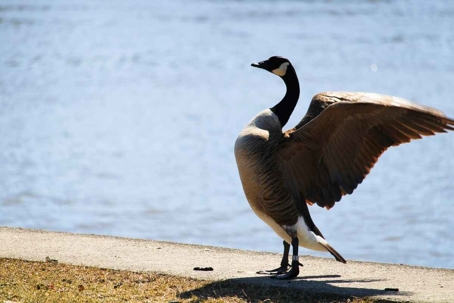 how to get rid of geese