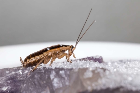 how to get rid of german cockroaches