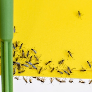 how to get rid of gnats