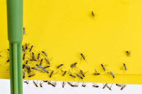 how to get rid of gnats