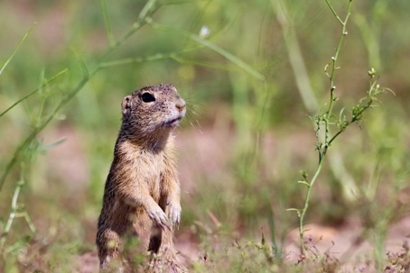 how to get rid of gophers