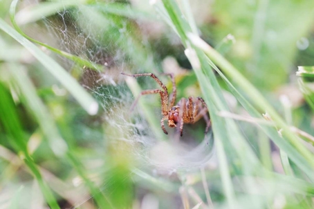 how to get rid of grass spiders