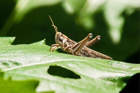 how to get rid of grasshoppers