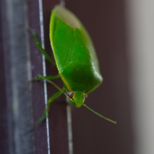 how to get rid of green stink bugs