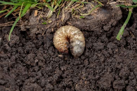 how to get rid of grubs