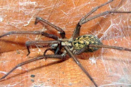 how to get rid of hobo spiders