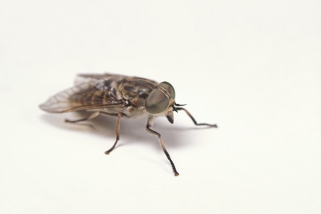 how to get rid of horse flies